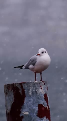 Herring Gull in Winder Scene