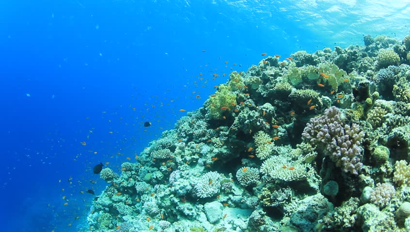 captivating underwater shoot rich coral reef Stock Footage Video (100% ...