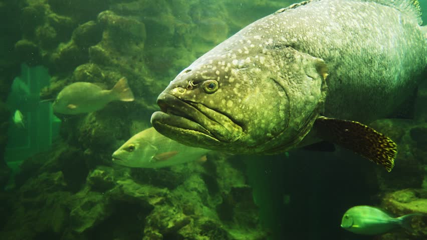 Big black grouper fish in the aquarium