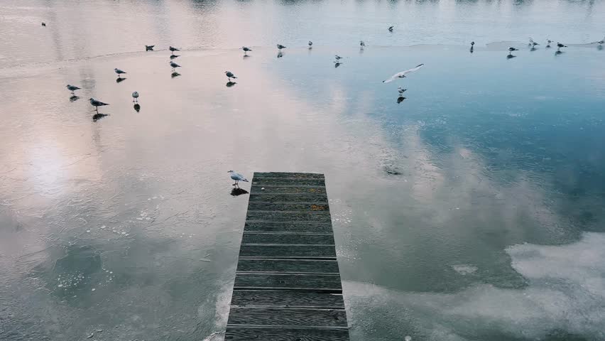 A peaceful and tranquil lake view featuring seagull birds soaring in flight