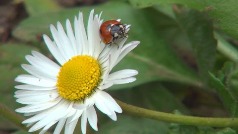 Ladybug Walking on a Daisy Flower in Field, Meadow, Lawn, Background, Ladybird