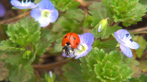 Ladybug Flying, Flight, Veronica Persica Flowers in Field, Ladybird, Bug, Macro