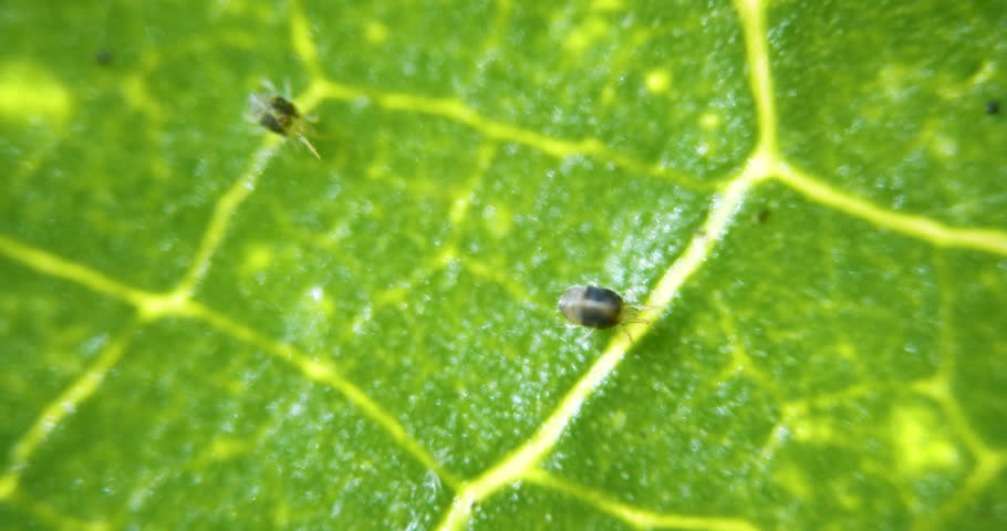 Two Spotted Spider Mite Under a Microscope, (Tetranychus Urticae) Crawling on a Hibiscus Leaf is a Species of Plant Feeding Mite a Pest