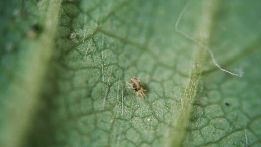 Two Spotted Spider Mite Under a Microscope, (Tetranychus Urticae) Crawling on a Hibiscus Leaf is a Species of Plant Feeding Mite a Pest