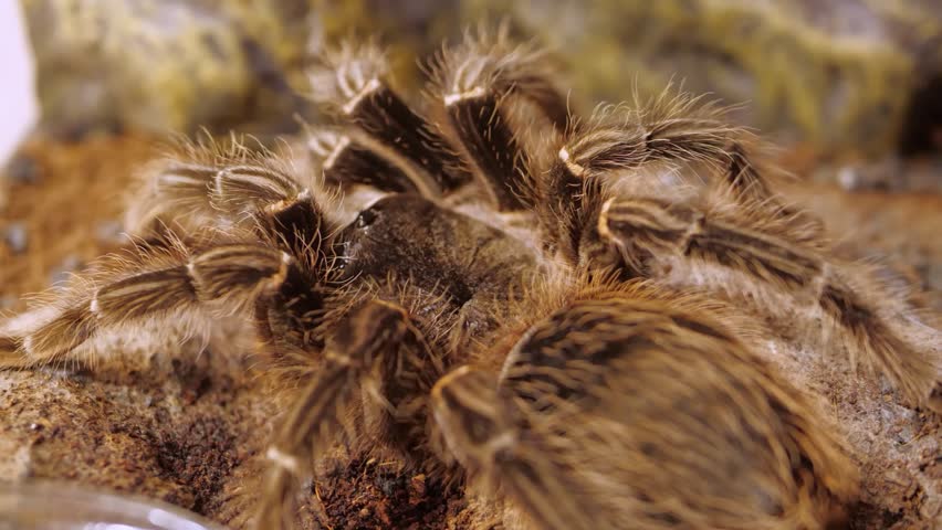 Spider Lasiodora Parahybana or Brazilian Salmon Pink Bird-eating Tarantula in Terrarium Moves its Hairy Legs