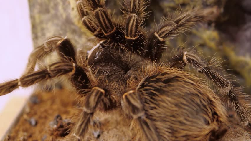 Spider Lasiodora Parahybana or Brazilian Salmon Pink Bird-eating Tarantula in Terrarium Moves its Hairy Legs