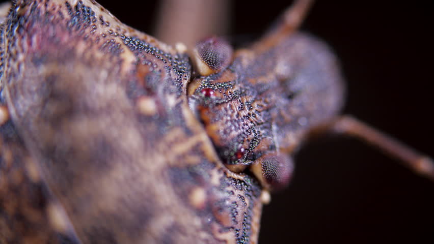 Brown Marmorated Stink Bug Head Macro Video with Selective Focus on a Black Background