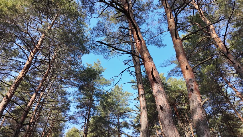 Slow motion video in high definition. walk in the forest. pine forest. tall trees and blue sky. tree branches on the sky field. nature walk. hiking.
