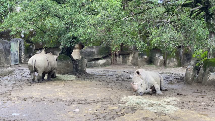 Two white rhinoceros(Ceratotherium simum simum) are eating in the zoo. The white rhinoceros or square-lipped rhinoceros is the largest extant species of rhinoceros. 