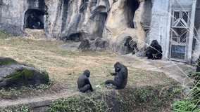 Gorillas in the zoo. Binomial name: Gorilla gorilla. They live in groups called troops that tend to be made of one adult male or silverback, multiple adult females and their offspring. - Powered by Shutterstock - Get 15% off with code: PIKWIZARD15