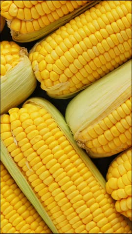 Fresh and ripe corn. Rotate. Background. Vertical footage