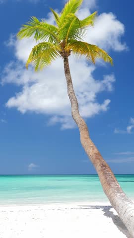 Coconut palm tree on white sandy beach at caribbean island. Travel getaways. Summer holidays. Saona Island. Vertical footage