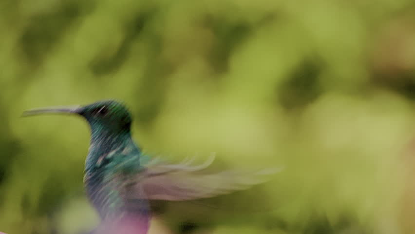 Hummingbirds details slow motion in Colombia nectar ecotourism bird watching nature