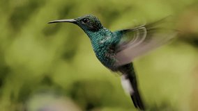 Hummingbirds details slow motion in Colombia nectar ecotourism bird watching nature - Powered by Shutterstock - Get 15% off with code: PIKWIZARD15