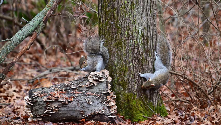 Sciurus carolinensis - Eastern Grey Squirrel, fluffy gray rodent looking for food in the forest litter in the forest in the suburbs of New Jersey, USA