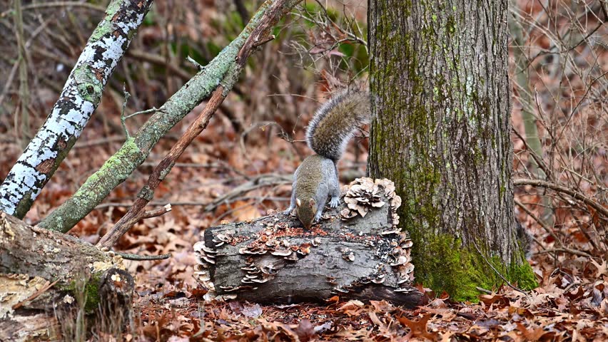 Sciurus carolinensis - Eastern Grey Squirrel, fluffy gray rodent looking for food in the forest litter in the forest in the suburbs of New Jersey, USA