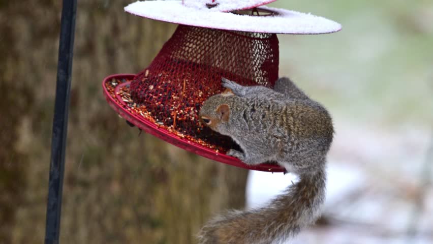 Eastern Grey Squirrel Sciurus carolinensis, squirrel takes food from red bird feeder in forest in suburban New Jersey, USA