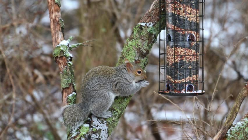 Eastern Grey - Squirrel Sciurus carolinensis, hungry gray squirrel steals food from bird feeder in forest in suburban New Jersey, USA