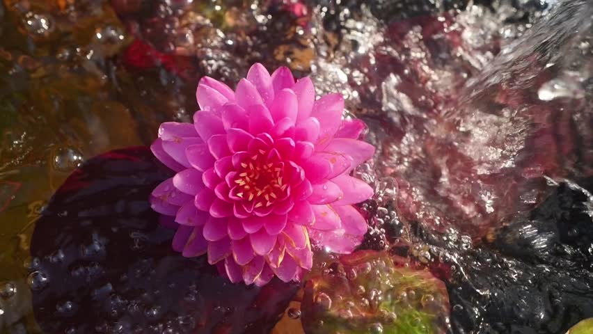 The pink water lily is being watered in hot and sunny weather