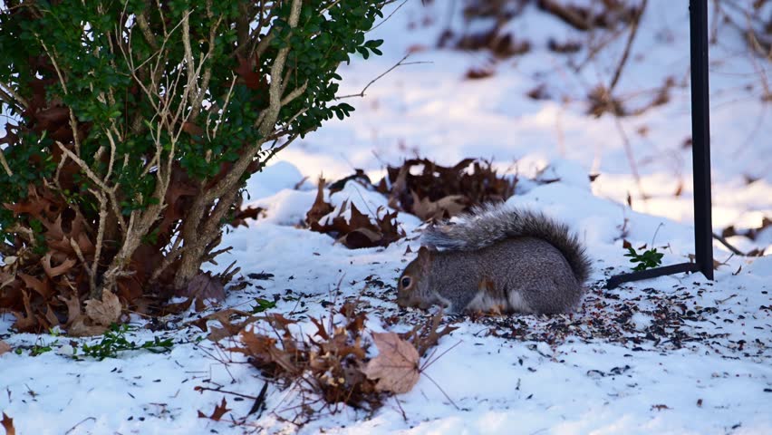 Sciurus carolinensis - Eastern Grey Squirrel, fluffy gray rodent looking for food in the forest litter in the forest in the suburbs of New Jersey, USA