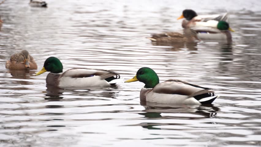 Wild mallard ducks swims in river. Bright beautiful male and female in the spring in pairing season. Birdlife anas platyrhynchos in nature. Birds sway on waves in wild nature.
