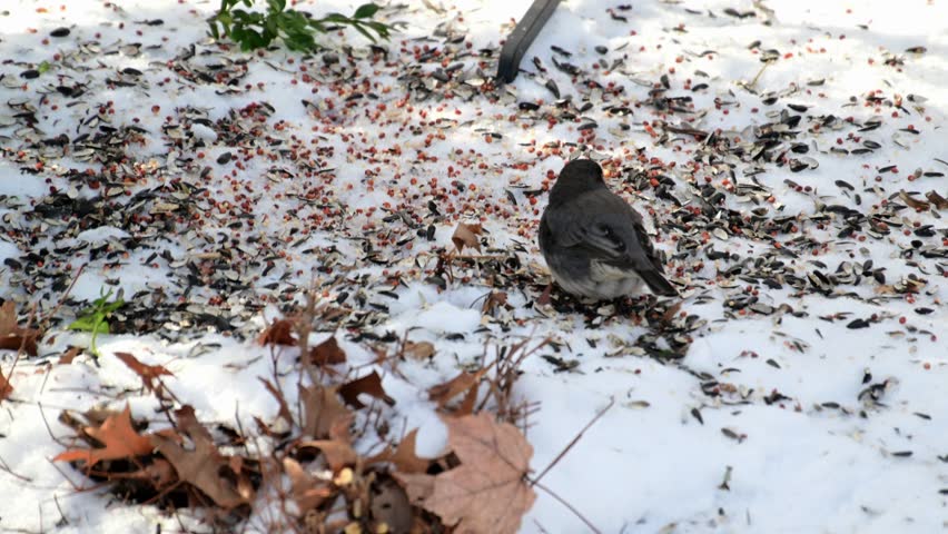The dark-eyed junco - Junco hyemalis, small bird foraging in winter in forest in suburban New Jersey, USA