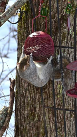 Eastern Grey Squirrel Sciurus carolinensis, squirrel takes food from red bird feeder in forest in suburban New Jersey, USA
