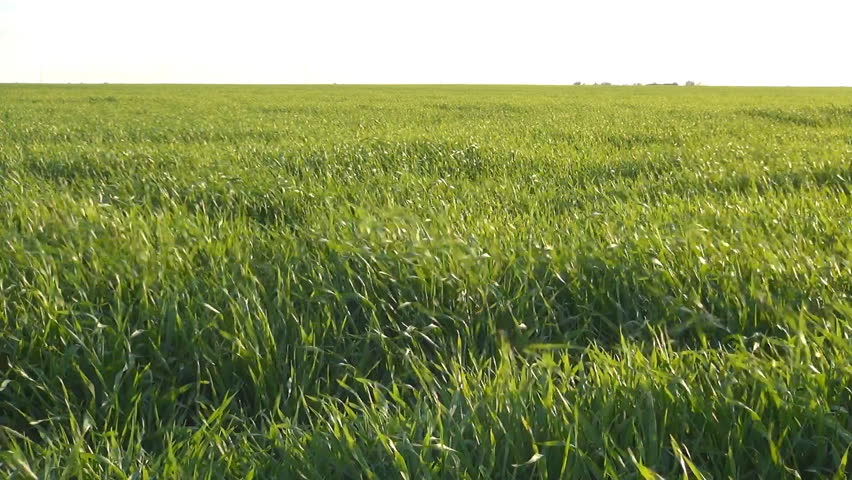 Long Green Grass In Blowing Stock Footage Video 100 Royalty Free