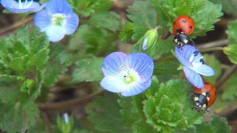 Ladybugs on Field Flowers on Meadow, Walking Ladybird on Lawn, Bug, Macro