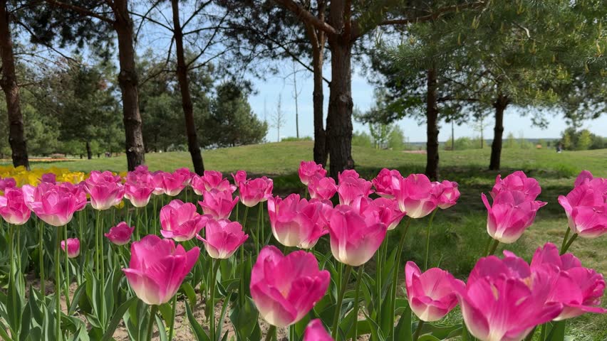 Beautiful pink tulips in the park.