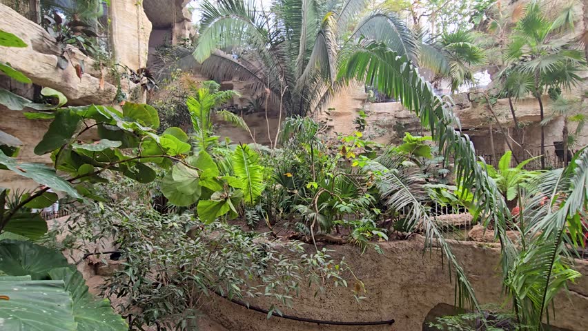 footage of beautiful pink flamingos standing in a pool of water with lush green trees and plants at the Dallas World Aquarium in Dallas Texas USA