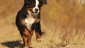 A funny dog runs towards the camera with its tongue hanging out. A bernese mountain dog dog with a funny face is running along a forest path in slow motion. Walking the dog in parks and nature. - Powered by Shutterstock - Get 15% off with code: PIKWIZARD15