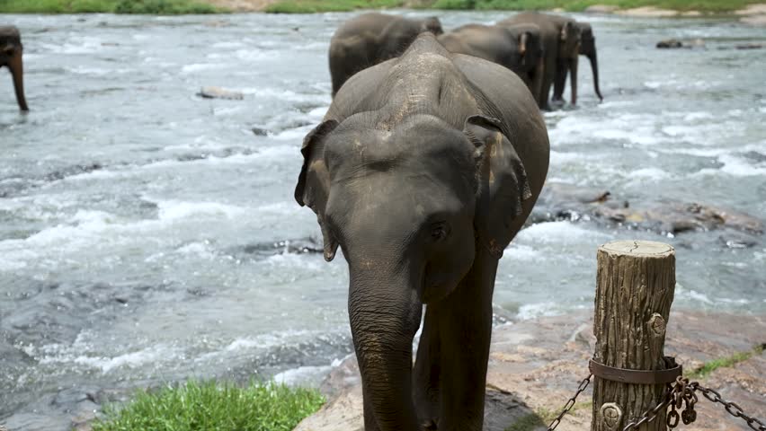An elephant calf stands curiously near a flowing river in an open natural reserve. The serene environment highlights the harmony of wildlife and nature.