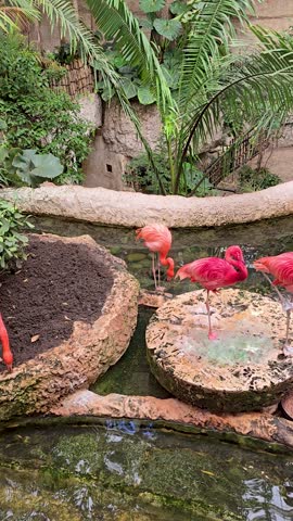 footage of beautiful pink flamingos standing in a pool of water with lush green trees and plants at the Dallas World Aquarium in Dallas Texas USA
