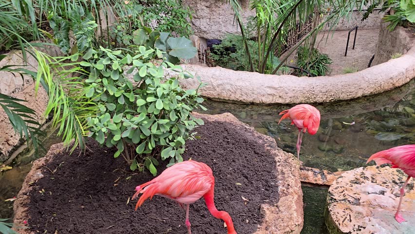 footage of beautiful pink flamingos standing in a pool of water with lush green trees and plants at the Dallas World Aquarium in Dallas Texas USA