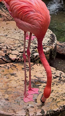 footage of beautiful pink flamingos standing in a pool of water with lush green trees and plants at the Dallas World Aquarium in Dallas Texas USA