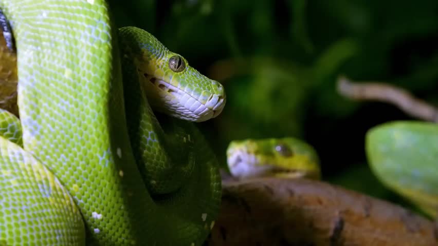 close up of Green tree python
