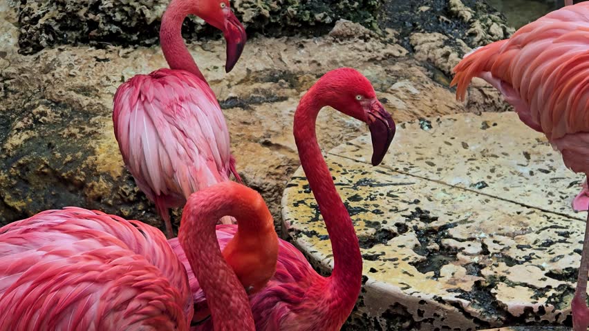 footage of beautiful pink flamingos standing in a pool of water with lush green trees and plants at the Dallas World Aquarium in Dallas Texas USA