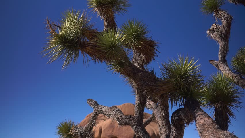 Closeup needles of Yucca Trees Joshua Tree National Park California Mojave Colorado Desert sunny vibrant blue sky rocky rugged boulders mountain landscape Sheephole Valley Fortynine Palm pan down