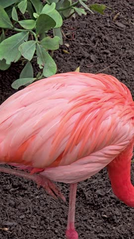 footage of beautiful pink flamingos standing in a pool of water with lush green trees and plants at the Dallas World Aquarium in Dallas Texas USA