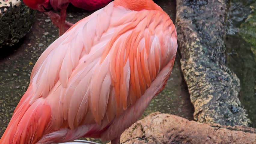 footage of beautiful pink flamingos standing in a pool of water with lush green trees and plants at the Dallas World Aquarium in Dallas Texas USA