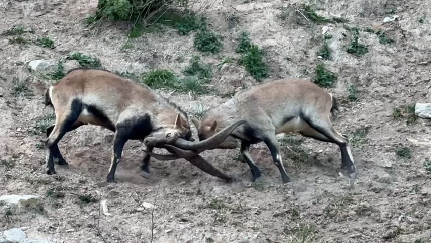 close-up view of two wild male Spanish goats with large horns and brown fur fighting and playing on the mountain side. Handheld camera. Castellon , Spain. Daylight, clouded sky.
