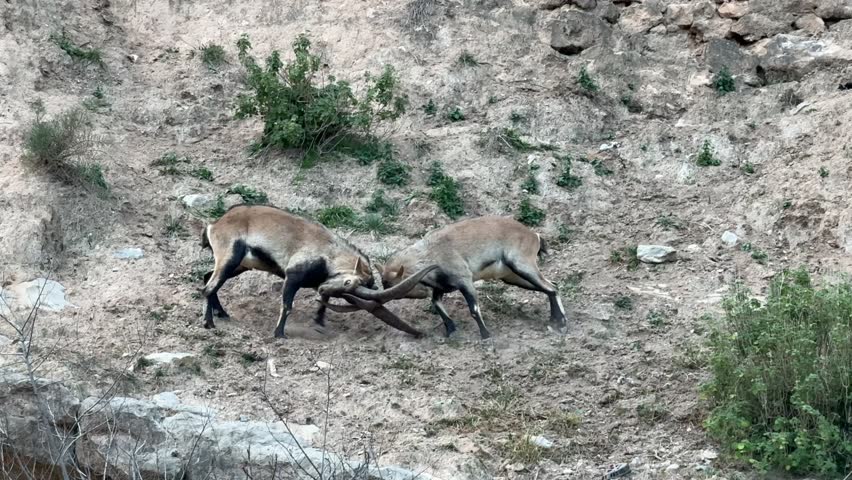 medium close-up view of two male wild Spanish goats fighting on the mountain sidein a dry mountain range landscape. Daylight, clouded sky. 4K 60FPS