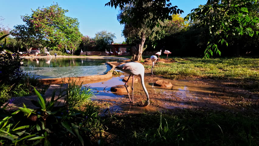 Group of pink flamingos eating in the Attica Zoo, Greece