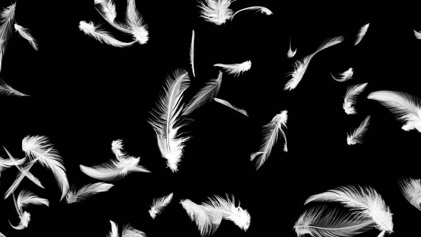 Feathers are falling downwards, animation, black background
