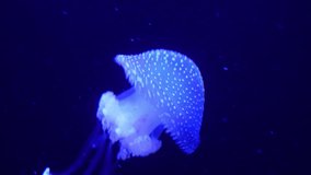 Beautiful blue jellyfish gliding gracefully in dark ocean waters at nighttime - Powered by Shutterstock - Get 15% off with code: PIKWIZARD15