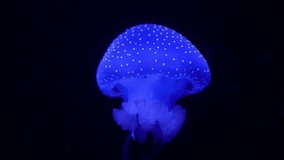 Glowing jellyfish illuminates the dark ocean depths with vibrant blue bioluminescence - Powered by Shutterstock - Get 15% off with code: PIKWIZARD15