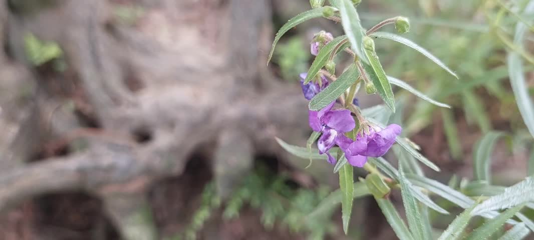 lavender flowers start to bloom with blurr background.  Video taken in Passo, Ambon city, mollucas province, east Indonesia in February 12,2025.