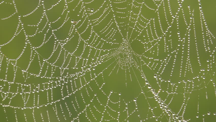 Dew drop on spider web in the morning