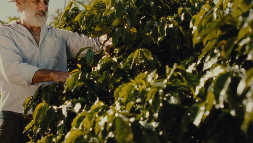 Wise Brazilian Farmer: Bearded Man with White Beard and Hat Standing in a Coffee Plantation - Premium Cinematic 4K